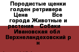 Породистые щенки голден ретривера › Цена ­ 25 000 - Все города Животные и растения » Собаки   . Ивановская обл.,Верхнеландеховский р-н